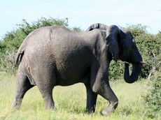 Afrikanischer_Elefant_06.JPG